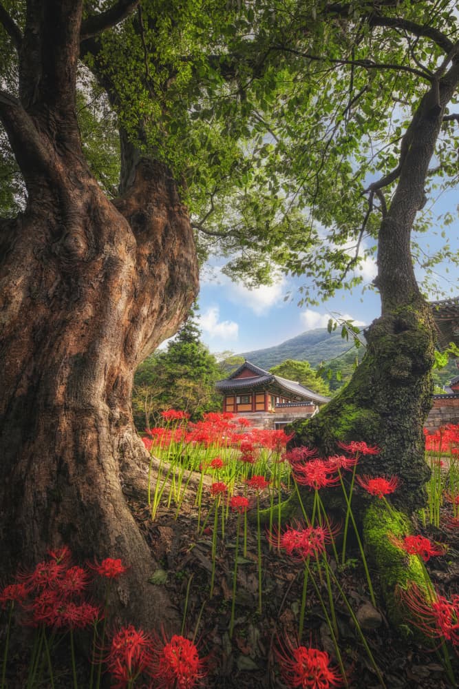 Red Lily Temple Grove by Tiger Seo — canvas wall art