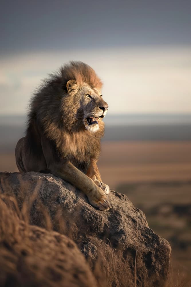 Majestic Lion On Rock by Marcel Egger — canvas wall art