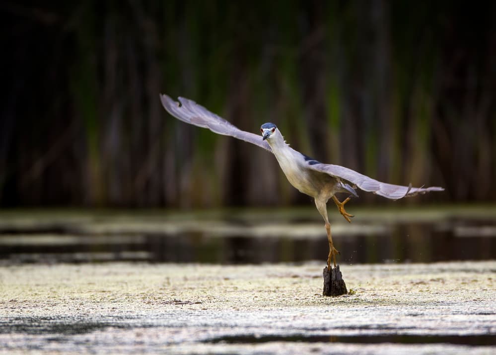 Night Heron Takes Flight by verdon — canvas wall art