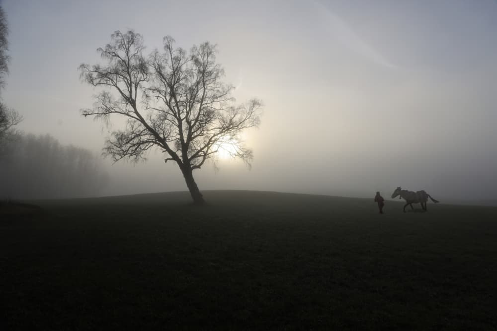 Misty Morning Horse and Tree by Clas Gustafson PRO — canvas wall art