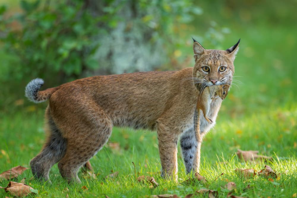 Watchful Lynx With Prey by Max Wang — canvas wall art