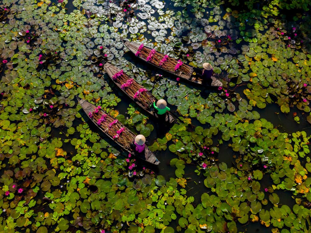 Lotus Pond Harvest by Tran Van Truong — canvas wall art