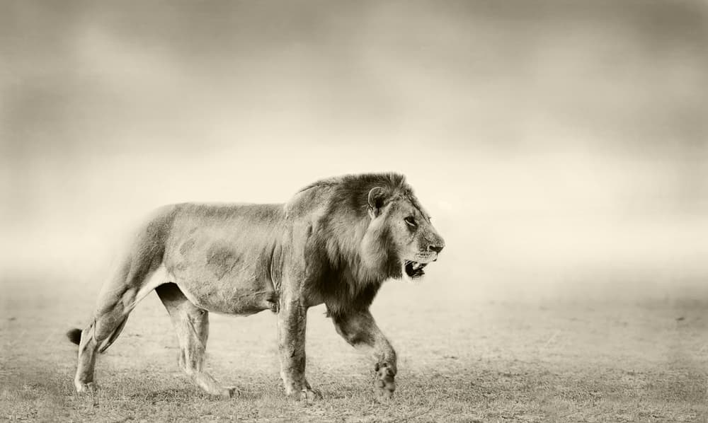 Majestic Lion Walk by WildPhotoArt — canvas wall art