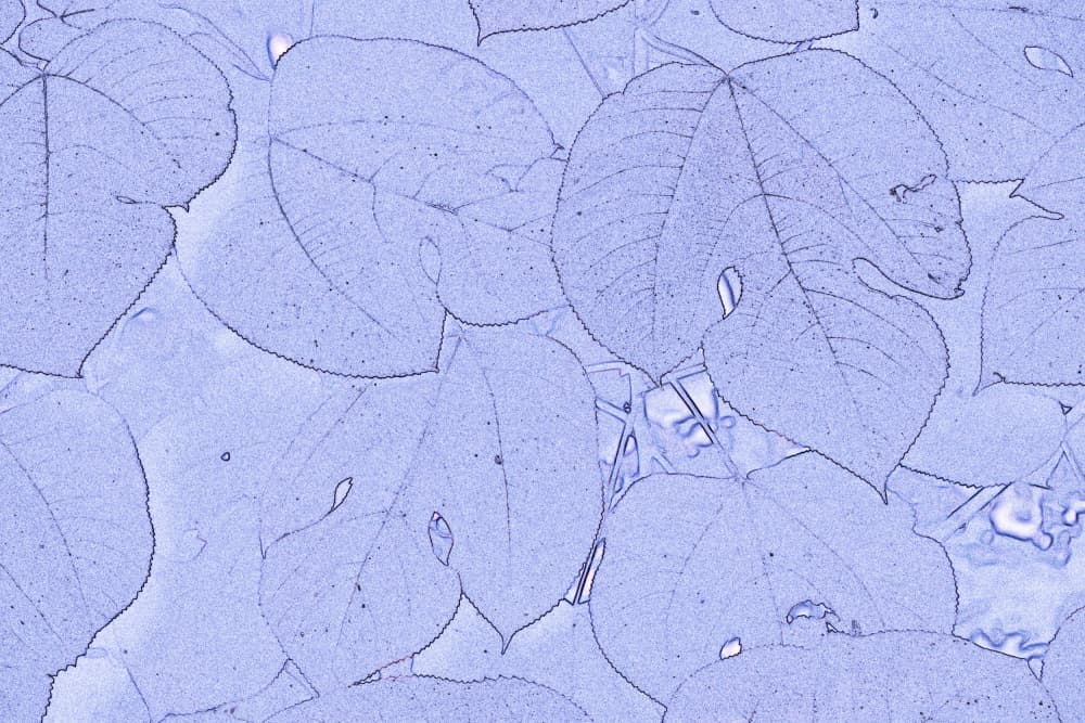 Abstract Blue Leaves by Santhosh ch — canvas wall art