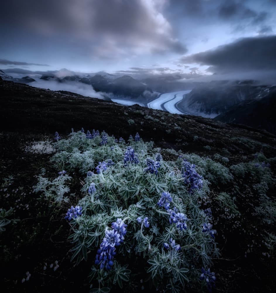Alpine Glacier Lupines by Raimondo Restelli — canvas wall art