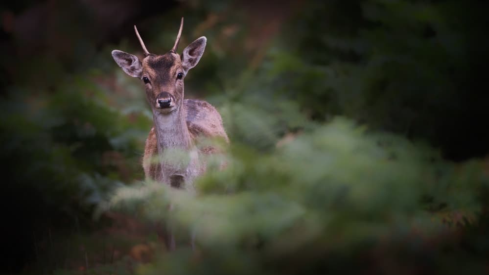 Watchful Forest Deer by Karen Deakin — canvas wall art