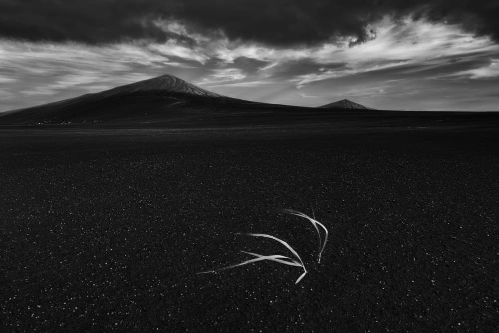 Lone Plant Black Sand by Aidong Ning — canvas wall art