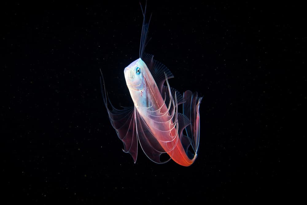 Ethereal Deep Sea Fish by Alexander Semenov — canvas wall art