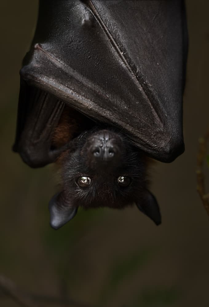 Curious Fruit Bat by Kaisyakuji Yushi — canvas wall art