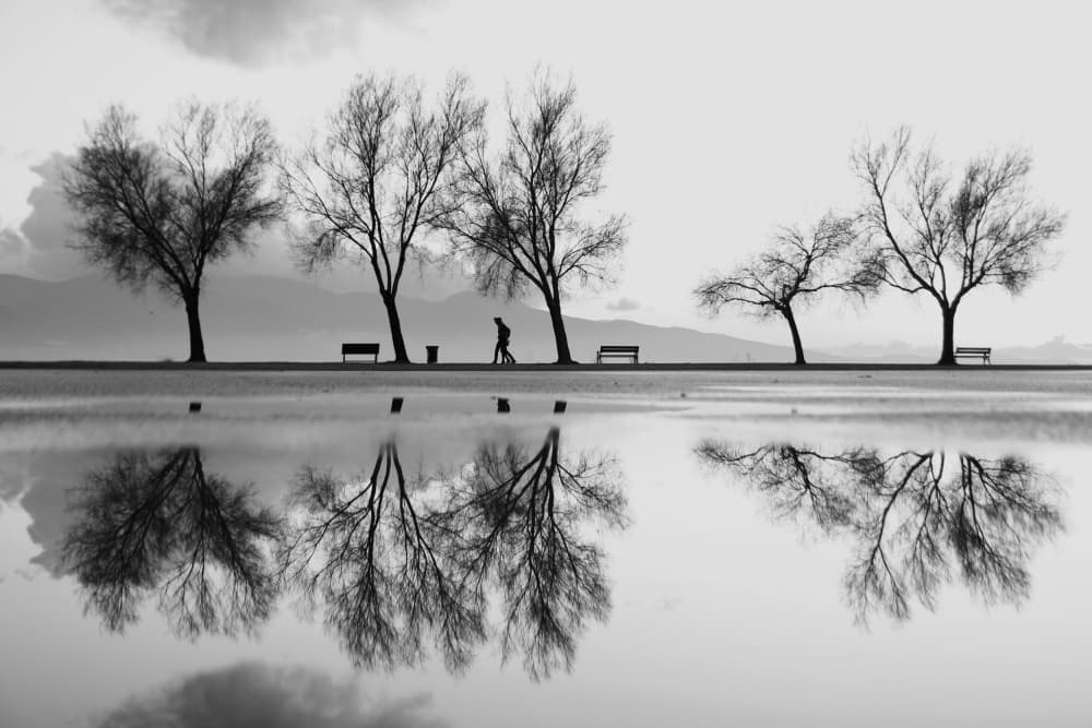 Lakeside Trees Reflection by Ali Ayer — canvas wall art
