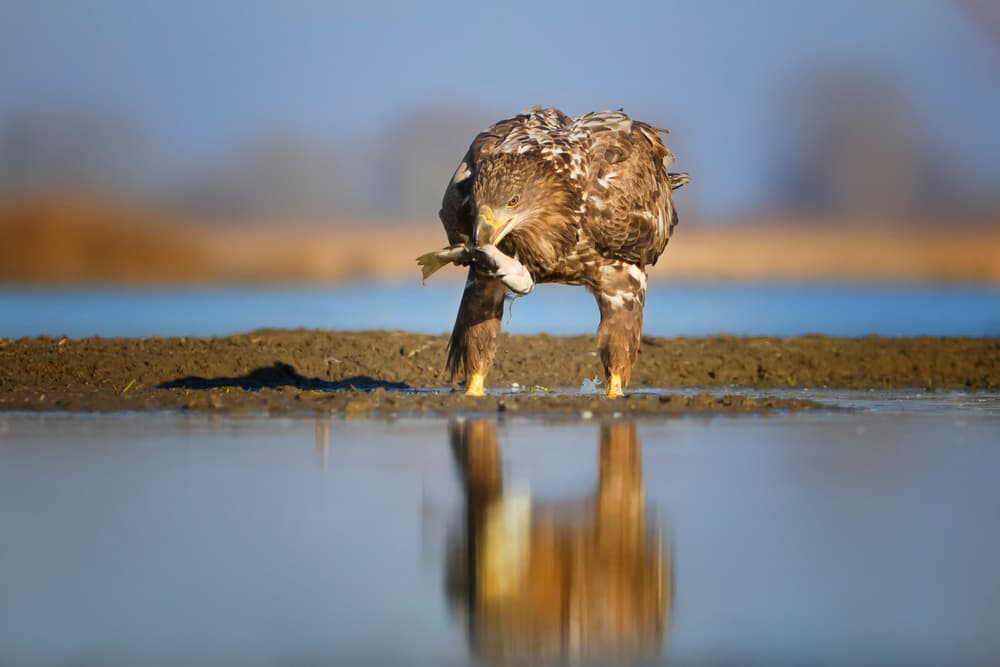 Eagle With Fresh Catch by Phillip Chang — canvas wall art