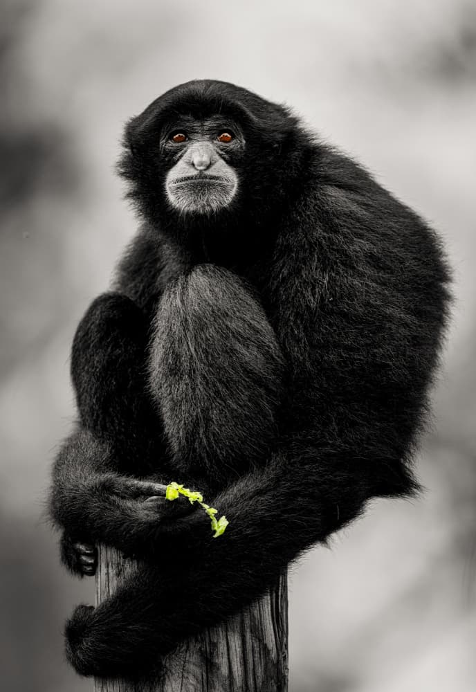 Siamang With Green Leaf by Abbas Ali Amir — canvas wall art