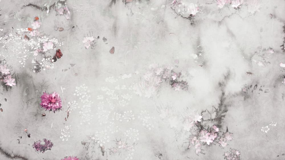 Soft Pink Blossoms by Miriam Stayte — canvas wall art