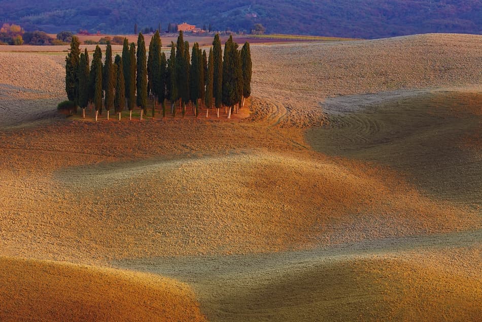 Golden Tuscan Cypress Hills by Vadim Balakin — canvas wall art
