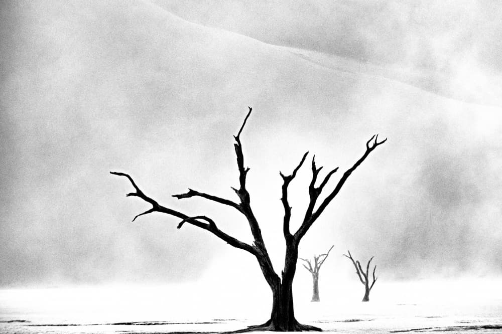 Stark Desert Trees by Gina Buliga — canvas wall art
