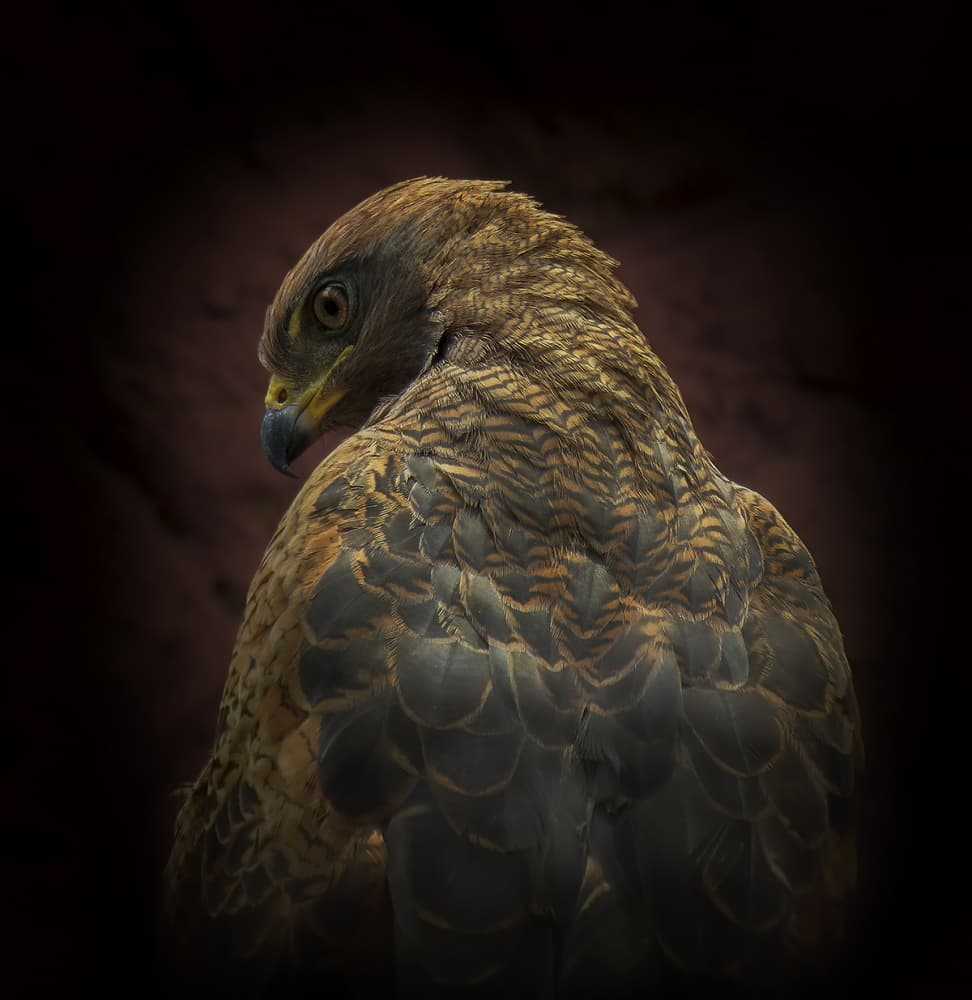 Majestic Hawk Profile by Ferdinando Valverde — canvas wall art