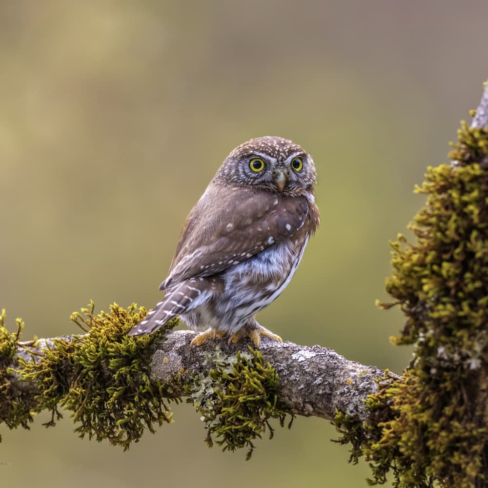Wise Owl's Gaze by Taksing (吉星高照) — canvas wall art