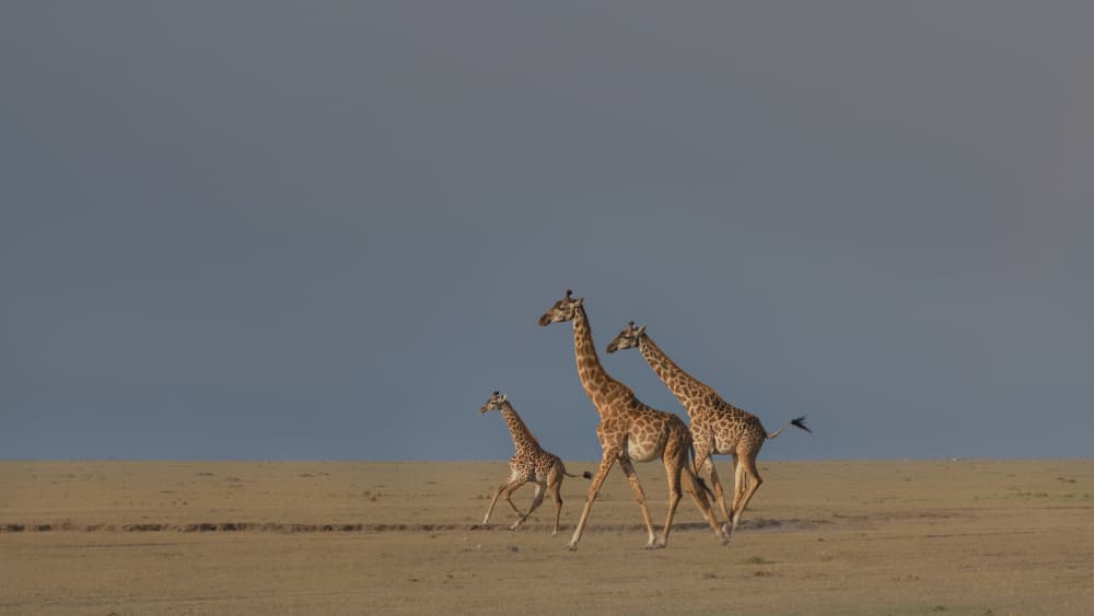 Savanna Giraffe Family by Sheila Xu — canvas wall art