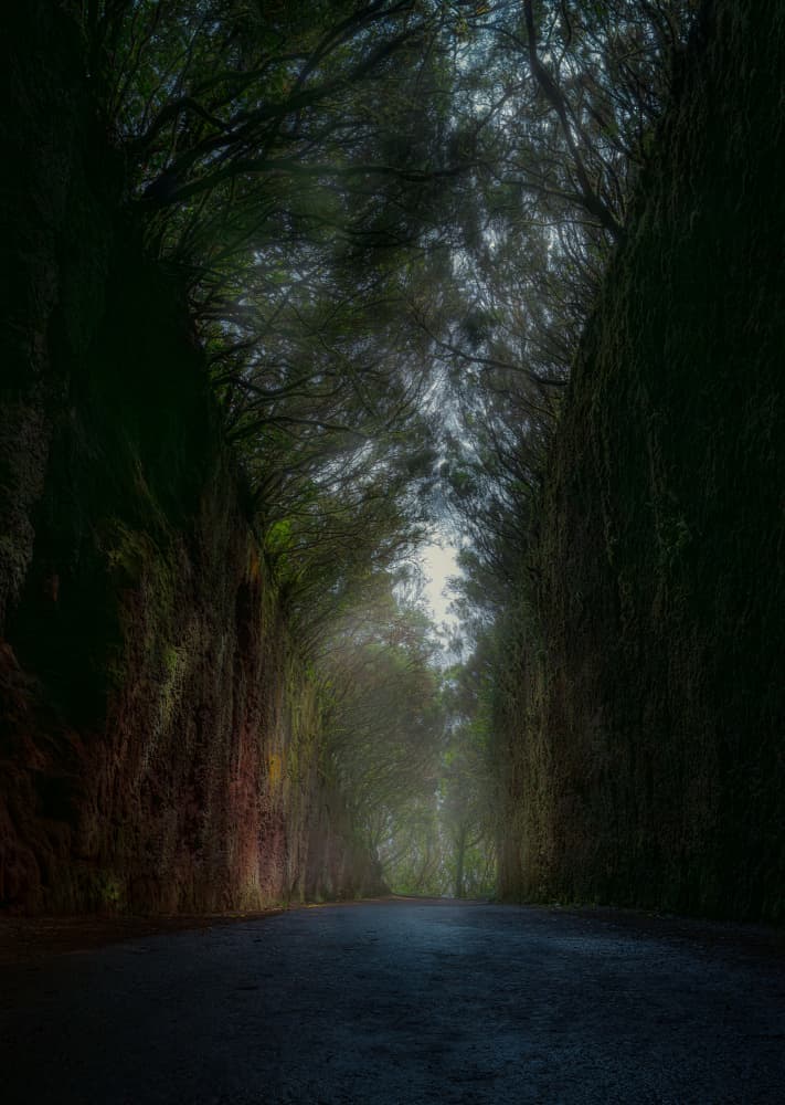 Enchanted Tree Tunnel by Carlos Hernandez Martinez — canvas wall art