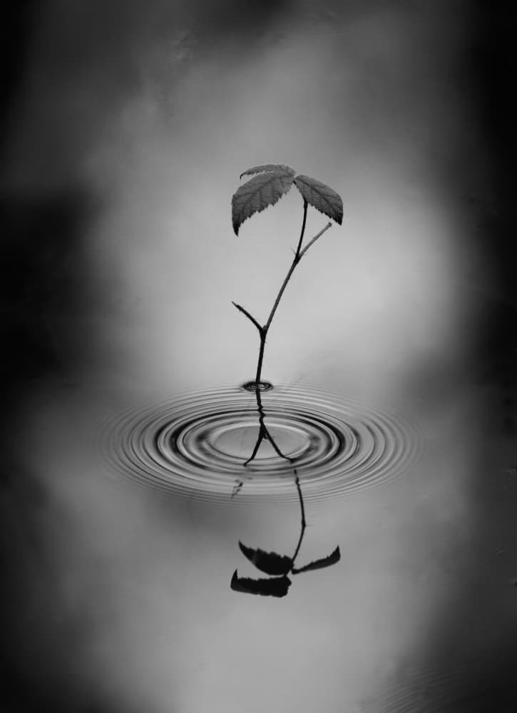 Serene Leaf Reflection by Thomas Haney — canvas wall art