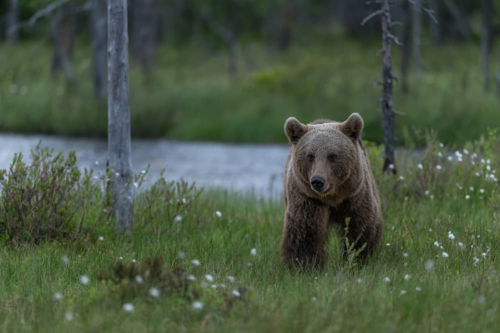 Brown Bear in Green Wetland by Nina Pauli — canvas wall art