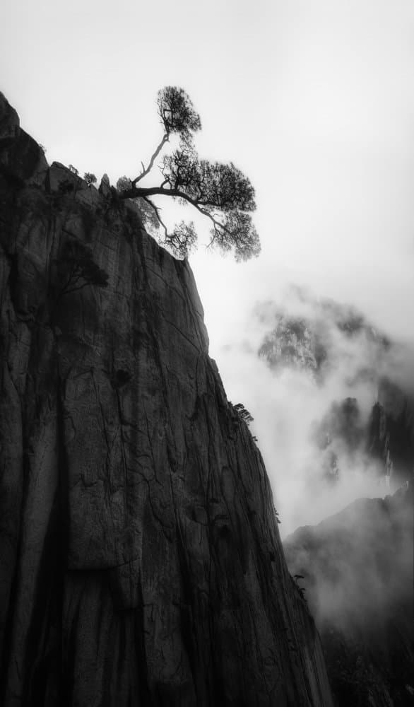 Misty Cliff Tree by Cher Gu — canvas wall art