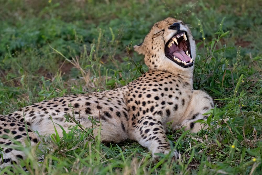African Cheetah Yawn by Marco Pozzi — canvas wall art
