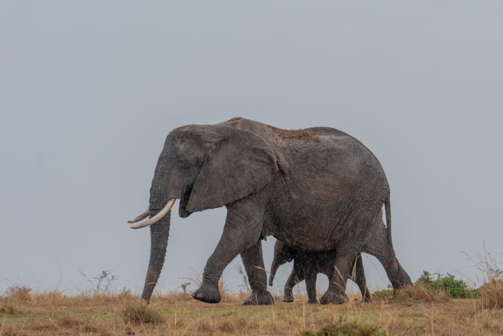 Rainy Savanna Elephants by Dirk Koster — canvas wall art