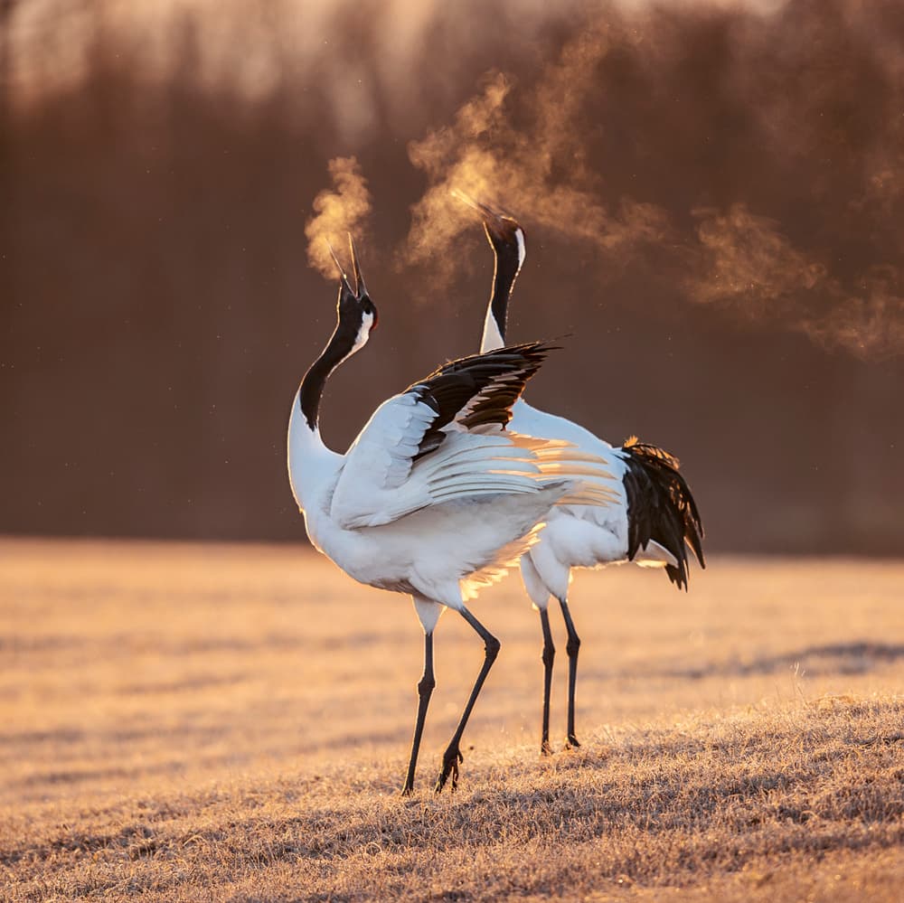 Cranes Golden Breath by Hung Tsui — canvas wall art