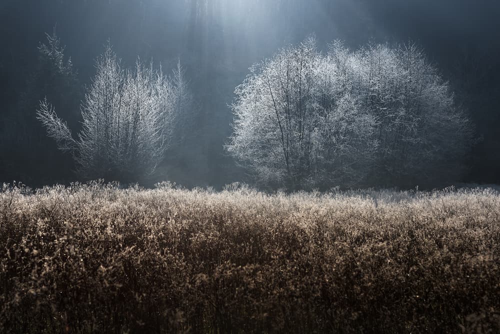 Frosted Winter Morning by Kristjan Rems — canvas wall art