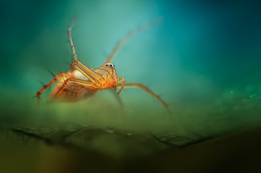 Vibrant Lynx Spider by Rooswandy Juniawan — canvas wall art