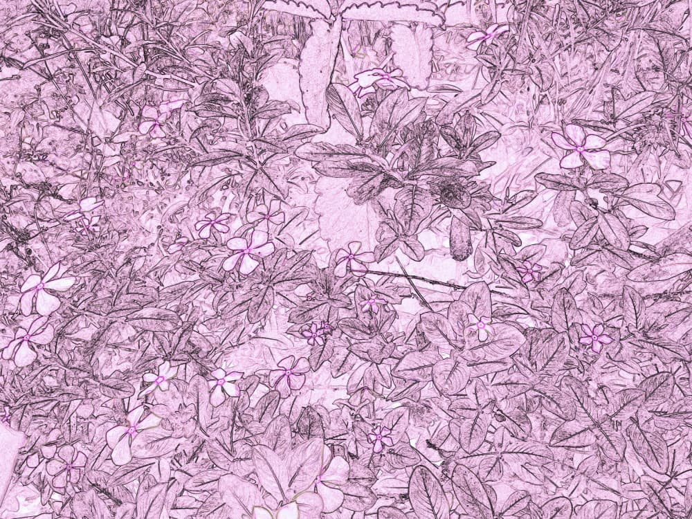 Delicate Pink Blooms by Santhosh ch — canvas wall art