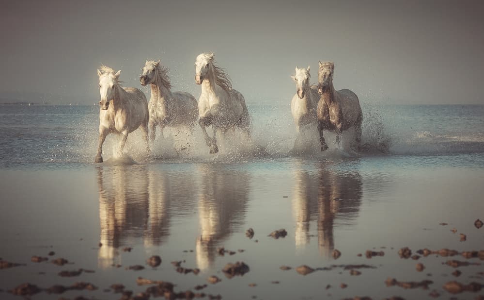 Wild White Horses Running by Rostovskiy Anton — canvas wall art