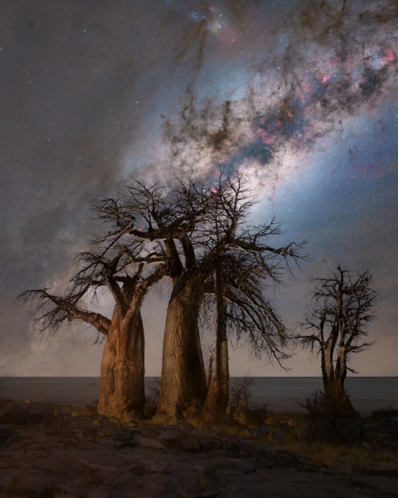 Milky Way Baobab Trees by Vikas Chander — canvas wall art