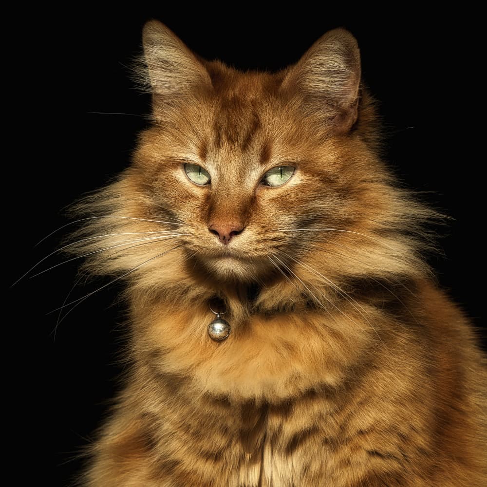 Regal Orange Cat by Nicolae  Stefanel Rusu — canvas wall art