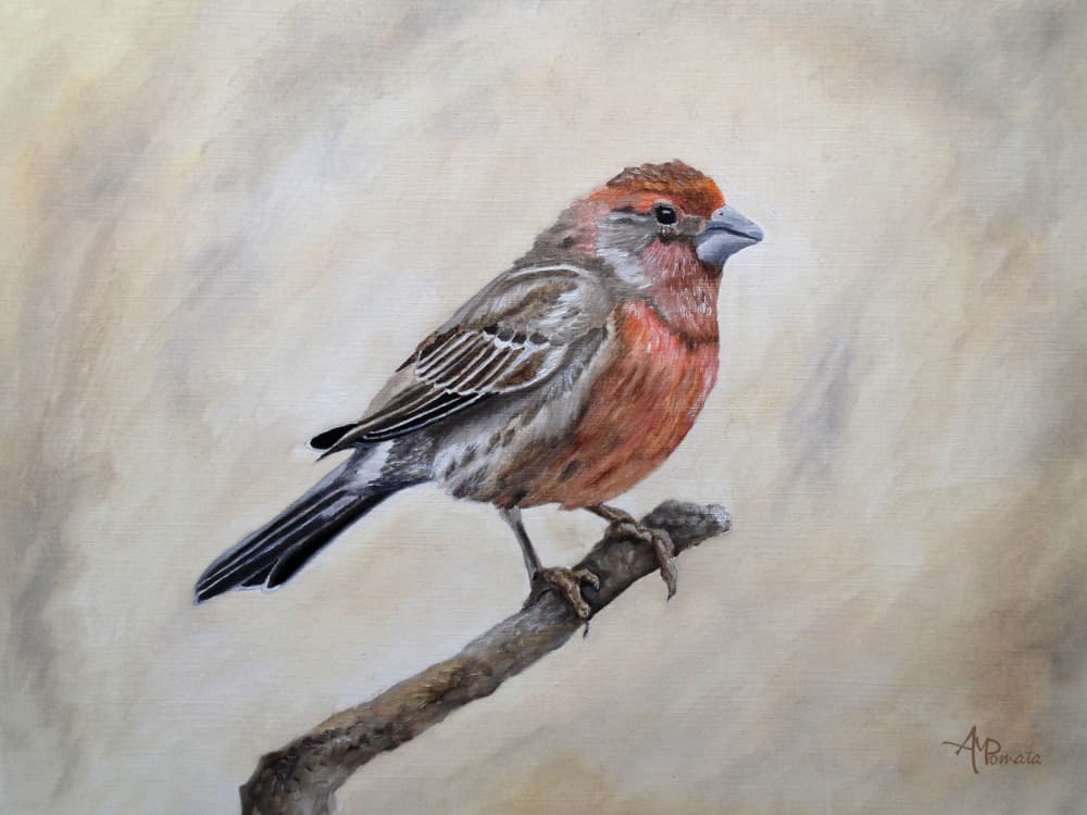 Perched House Finch by Angeles M. Pomata — canvas wall art