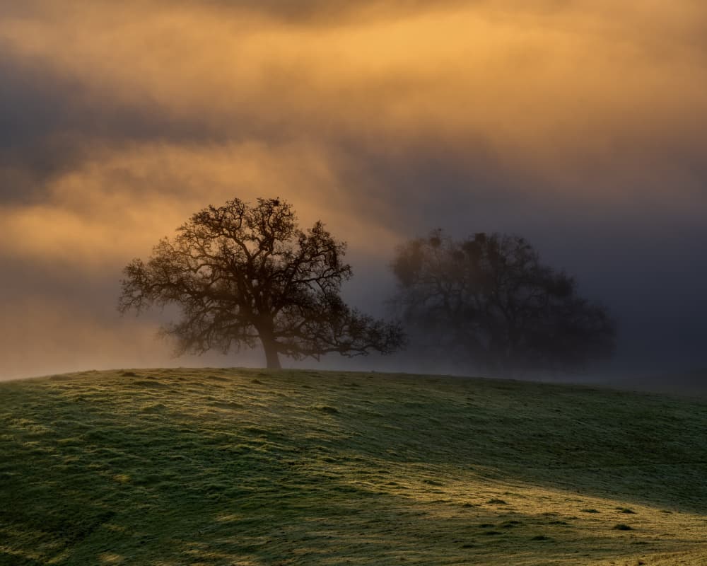 Golden Morning Trees by Chengming — canvas wall art