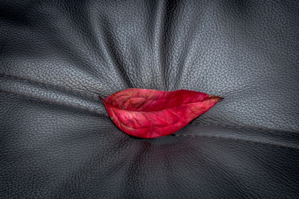 Red Leaf on Black by Allan Li wp — canvas wall art
