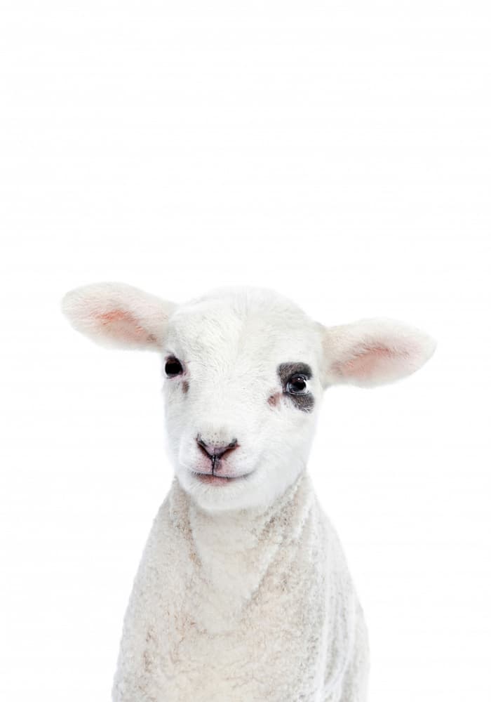 Baby Lamb by Kathrin Pienaar — canvas wall art