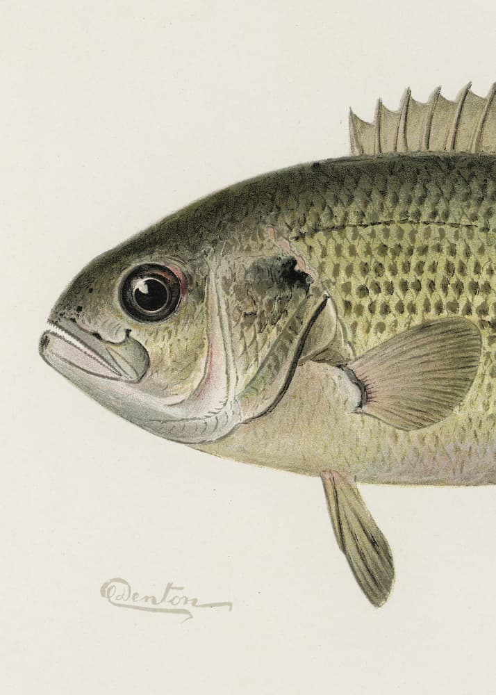 Rock Bass Crop by Sherman F. Denton — canvas wall art