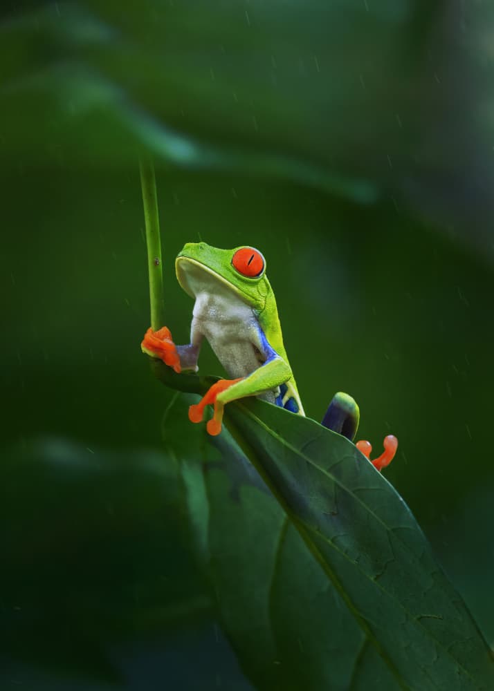 Red-Eyed Frog In Rain by Qing Zhao — canvas wall art
