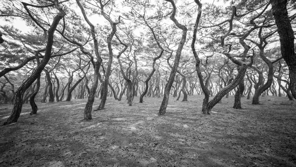 Mysterious Twisted Trees by MIN CHEOL KIM — canvas wall art