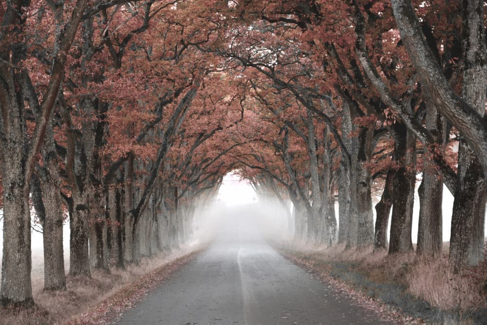 Misty Tree Tunnel by Christina Sillen — canvas wall art