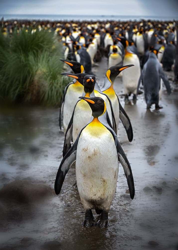 King Penguin Lineup by Annie Poreider — canvas wall art