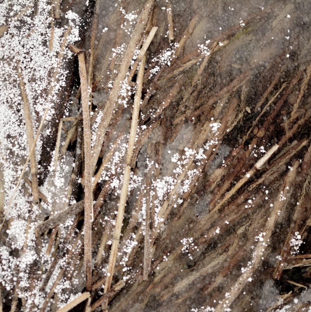 Delicate Frozen Stems by Christina Sillen — canvas wall art