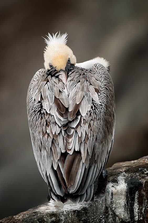 Preening Brown Pelican by Alfred Forns — canvas wall art