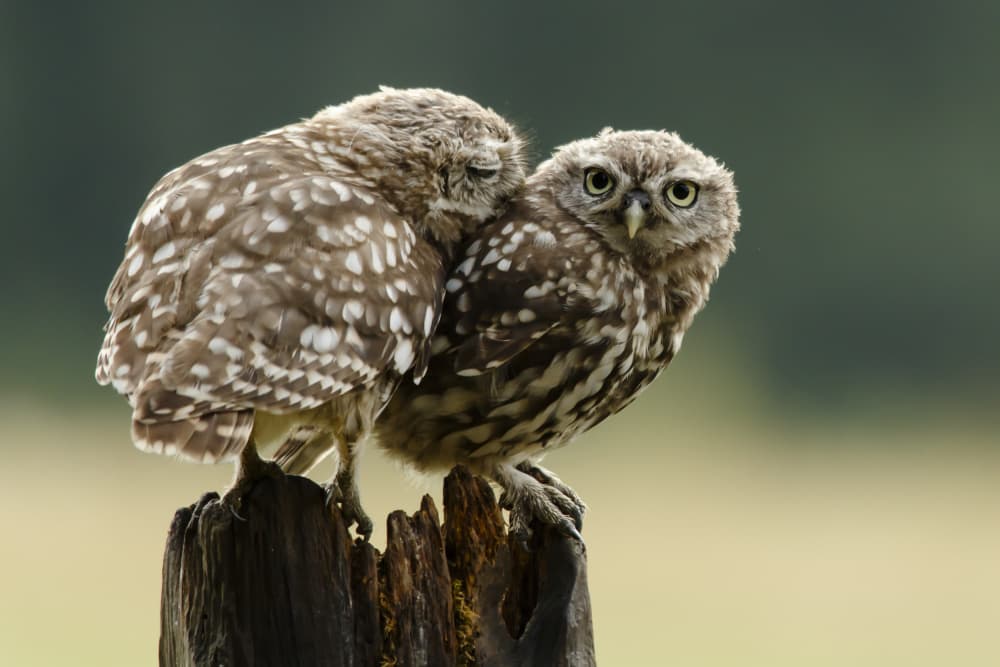 Cuddling Little Owls by Prashant Meswani — canvas wall art