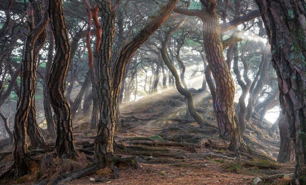 Sunlit Misty Forest Path by Jaeyoun Ryu — canvas wall art