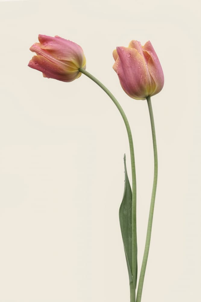 Dewy Pink Tulips by Lotte Grønkjær — canvas wall art