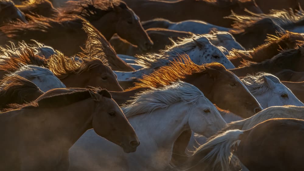 Golden Horse Gallop by Jennifer Lu — canvas wall art